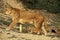 LION D`AFRIQUE panthera leo