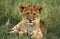 LION D`AFRIQUE panthera leo