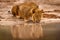 Lion drink water, Savuti, Chobe NP in Botswana. Hot season in Africa. African lion, male. Botswana wildlife.  Young male near the