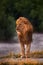 Lion drink water, Savuti, Chobe NP in Botswana. Hot season in Africa. African lion, male. Botswana wildlife. Young male near the