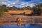 Lion drink water, Savuti landscape with water and blue sky and white clouds, Chobe NP in Botswana. Hot season in Africa. African