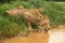 Lion drinking at water hole