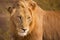 Lion in early morning sunlight in Kruger NP, South Africa