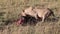 Lion eating a dead wildebeest. Masai Mara.