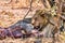 A lion eating an elephant calf in Botswana.