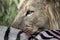 Lion eating zebra in Serengeti National Park