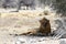 Lion - Etosha National Park, Namibia, Africa