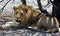 Lion Etosha Park , Namibia