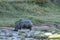 Lion Eying Hippo Kenya