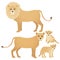 Lion family