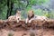 Lion family on a dry river bank