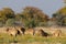 Lion family look curious, etosha nationalpark, namibia