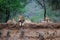 Lion family resting on a dry river bank