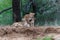 Lion family resting on the dry riverbank