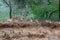 Lion family resting on the dry riverbank