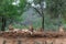 Lion family resting on the dry riverbank