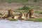 Lion, Family, Serengeti Plains, Tanzania, Africa