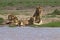 Lion, Family, Serengeti Plains, Tanzania, Africa