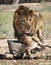 Lion feeding