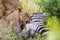 Lion feeding on kill South Africa