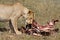 Lion female eating zebra, Masai Mare, Kenya