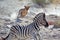 Lion female hunting zebra
