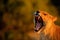 Lion female with open muzzle and big tooth. Beautiful evening sun. African lion, Panthera leo, detail portrait of big animal, even