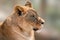 Lion female portrait close-up on blurred background