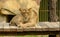 Lion female resting on wood platform