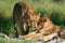 Lion females greeting, Okavango, Botswana
