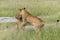 lion fighting and playing in the Okavango Delta