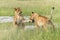 Lion fighting and playing in the Okavango Delta