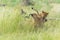 Lion fighting and playing in the Okavango Delta