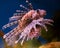 Lion fish