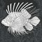 Lion-fish in black and white style