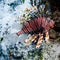 Lion fish close-up Indian ocean