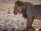 LION FOUND IN EAST AFRICAN NATIONAL PARKS