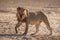 LION FOUND IN EAST AFRICAN NATIONAL PARKS