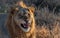 LION FOUND IN EAST AFRICAN NATIONAL PARKS