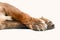 Lion front legs and paws isolated laying on white