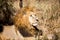 Lion in a game Park in Zimbabwe