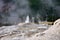 Lion Geyser at Yellowstone National Park