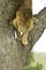 Lion going down a tree