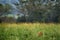 Lion in the grass, Africa landscape.  African danger animal, Panthera leo, detail Uganda Africa. Cat in nature habitat. Wild lion