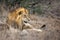 Lion in grass at game reserve safari park