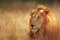 Lion in grassland