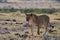 Lion in the grassland , etosha nationalpark, namibia, panthera leo