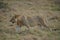 A lion on the grassland  waiting for the chance to prepare for the hunt.