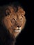 Lion great king of animals isolated at black