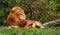 Lion on green grass